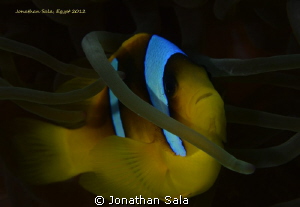 Nemo & the anemone by Jonathan Sala 